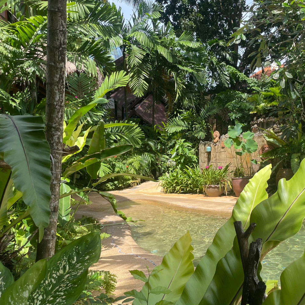 The Oasis